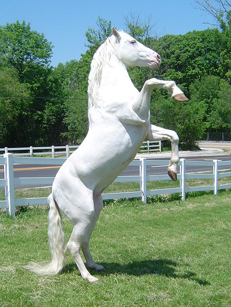 White_Horse